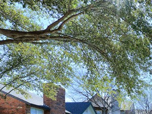 Huntington Glen Apartments Bedford Pool with Native Landscape